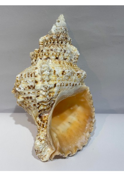 Bursa Bubo Kabuk modelleri