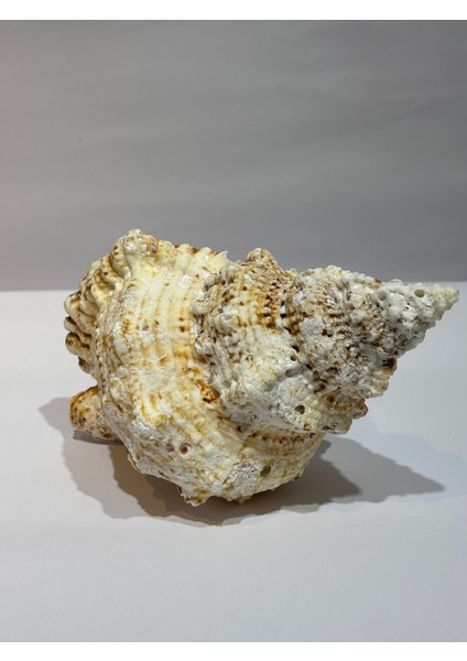 Bursa Bubo Kabuk fırsatları