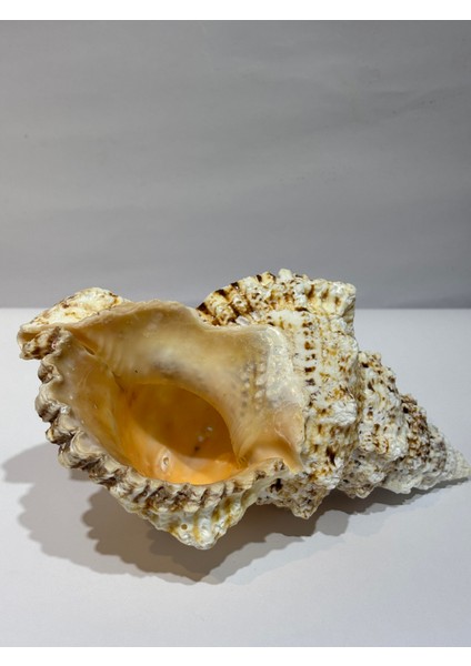 Bursa Bubo Kabuk indirimleri