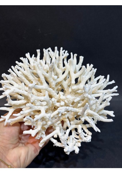 Ince Dal Mercan fiyatları