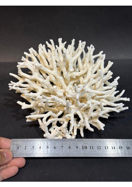 Ince Dal Mercan fırsatları