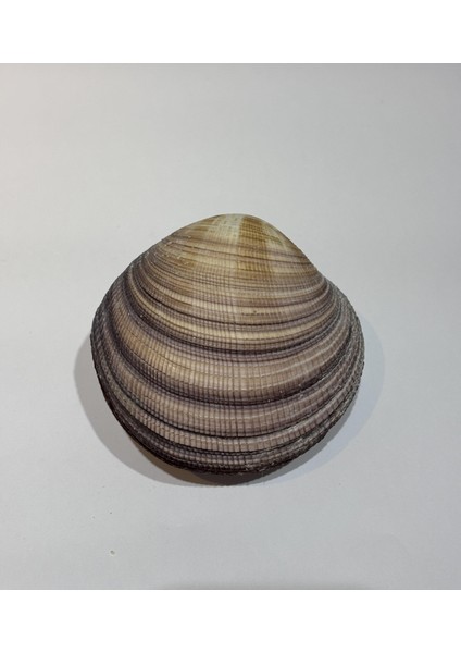 Maxıma Okyanus Kabuk