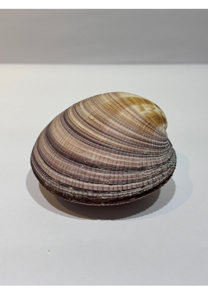 Maxıma Okyanus Kabuk fiyatları