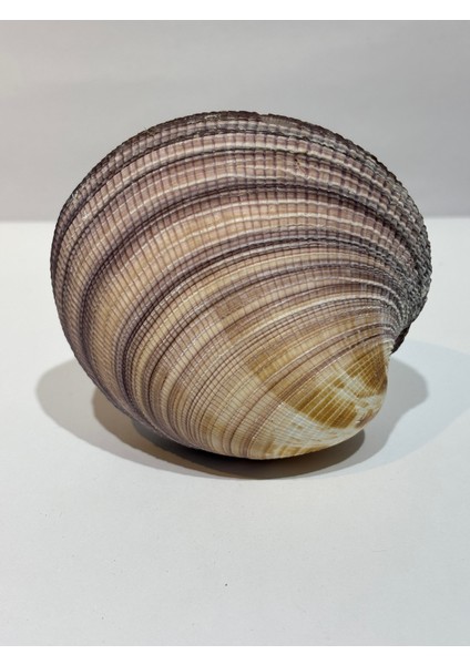 Maxıma Okyanus Kabuk modelleri