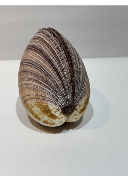 Maxıma Okyanus Kabuk fırsatları