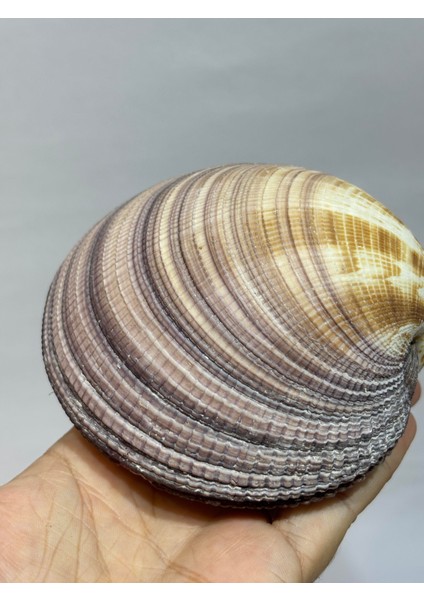 Maxıma Okyanus Kabuk indirimleri