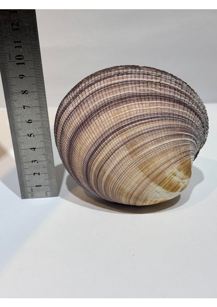 Maxıma Okyanus Kabuk