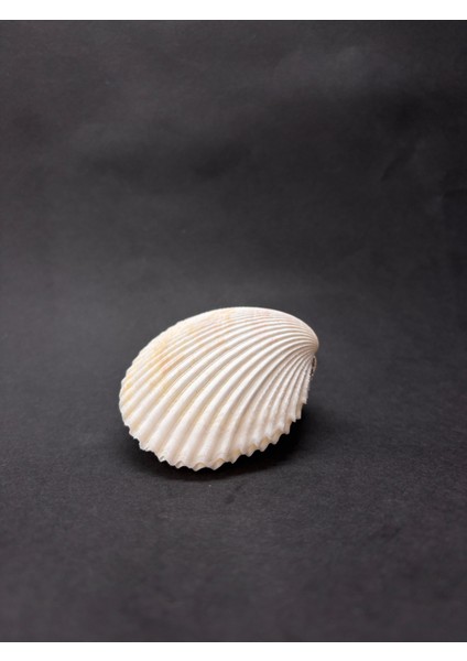 Beyaz Cockles Kabuk