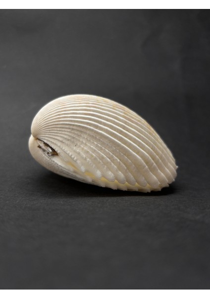 Beyaz Cockles Kabuk fiyatları