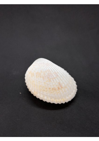 Beyaz Cockles Kabuk fırsatları