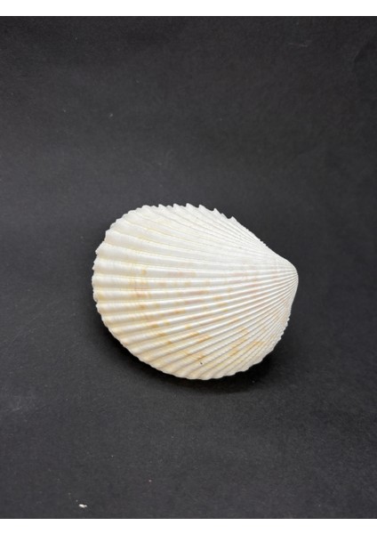 Beyaz Cockles Kabuk indirimleri