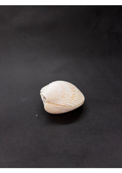 Beyaz Cockles Kabuk