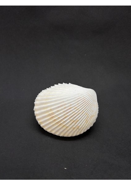 Beyaz Cockles Kabuk