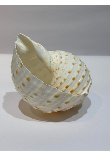 Tona Skosa Shell