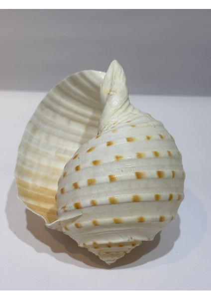 Tona Skosa Shell fiyatları