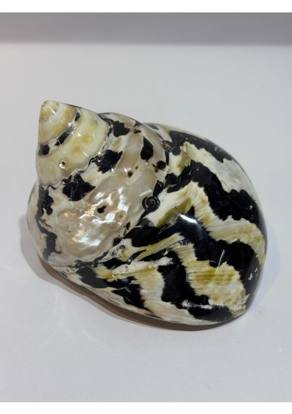 Turbo Burges Siyah Beyaz