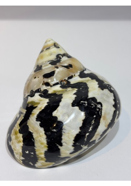 Turbo Burges Siyah Beyaz fiyatları