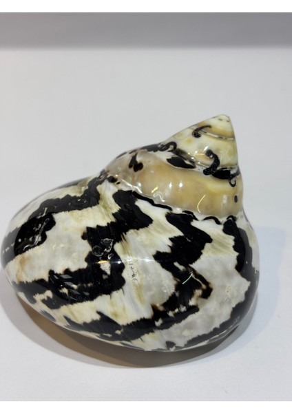 Turbo Burges Siyah Beyaz modelleri