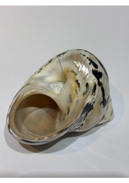 Turbo Burges Siyah Beyaz fırsatları