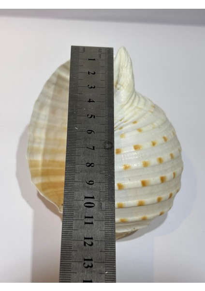 Tona Skosa Shell modelleri