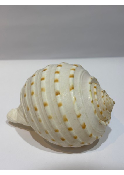 Tona Skosa Shell fırsatları