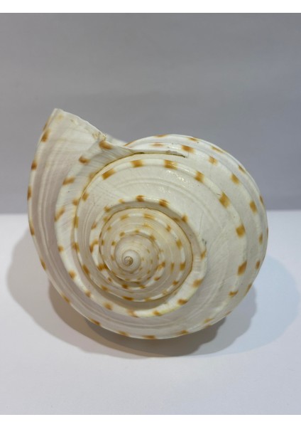 Tona Skosa Shell