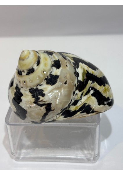 Turbo Burges Siyah Beyaz indirimleri