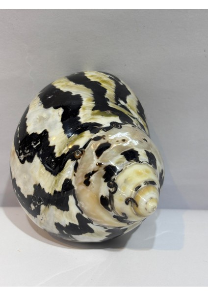 Turbo Burges Siyah Beyaz