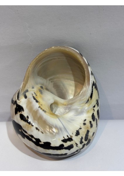 Turbo Burges Siyah Beyaz