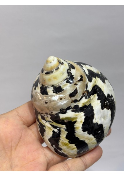 Turbo Burges Siyah Beyaz