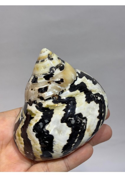 Turbo Burges Siyah Beyaz