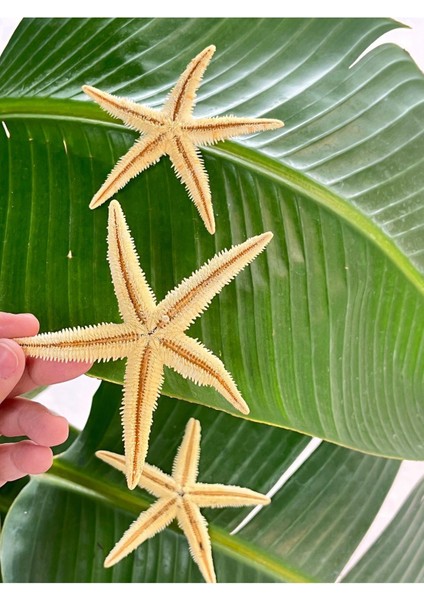 Deniz Yıldızı 3 Adet fiyatları