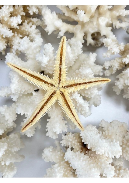 Deniz Yıldızı 3 Adet modelleri