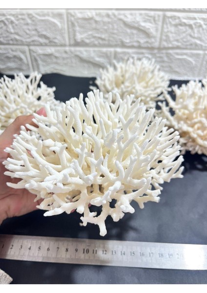 Ince Dal Mercan Coral Cluster