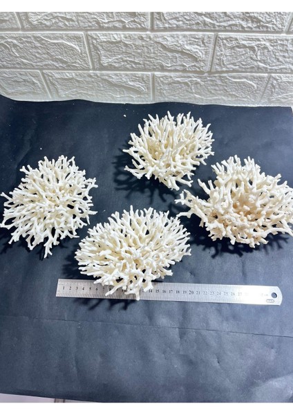 Ince Dal Mercan Coral Cluster fiyatları