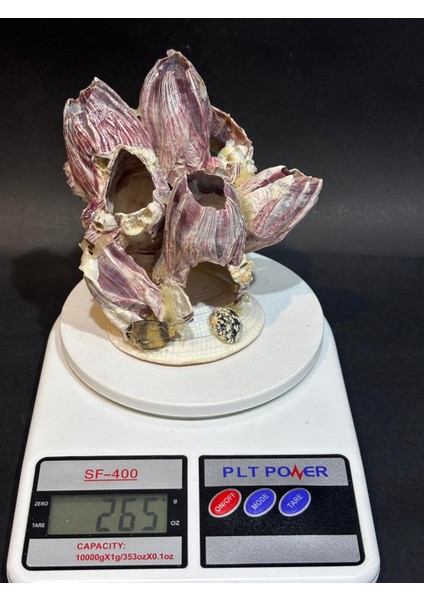 Lale Mercan Özel Stantlı