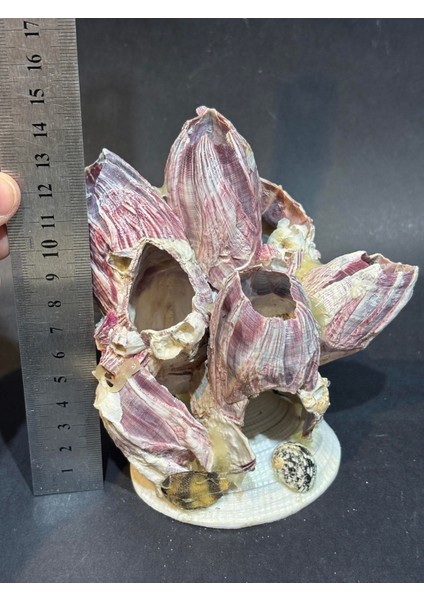 Lale Mercan Özel Stantlı fiyatları