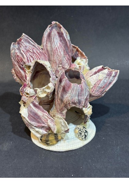 Lale Mercan Özel Stantlı modelleri