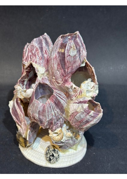 Lale Mercan Özel Stantlı fırsatları