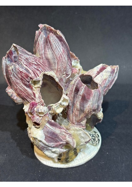 Lale Mercan Özel Stantlı indirimleri