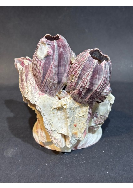 Lale Mercan Özel Stantlı