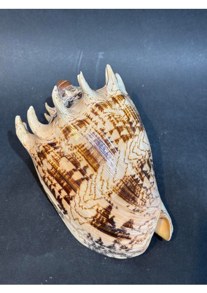 Voluta Akvaryum Kabuk