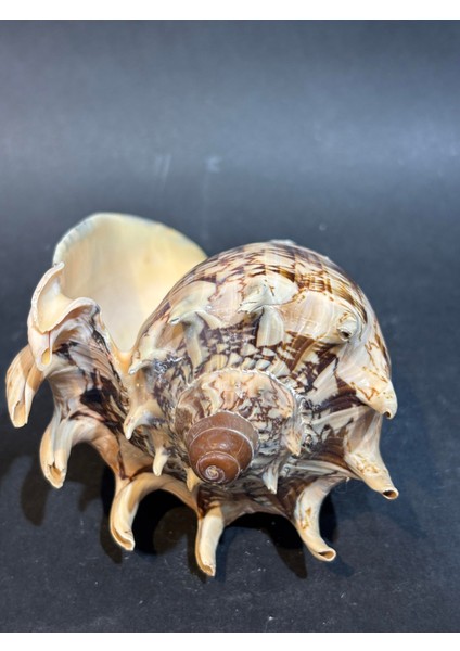 Voluta Akvaryum Kabuk modelleri