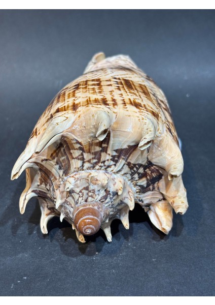 Voluta Akvaryum Kabuk fırsatları