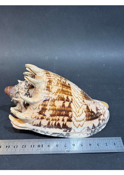 Voluta Akvaryum Kabuk indirimleri