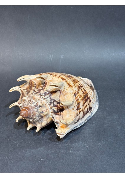 Voluta Akvaryum Kabuk