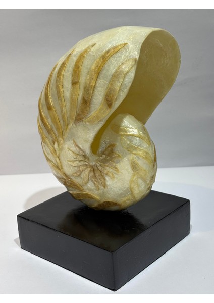 Natilus Koleksiyon Kabuk Stantlı