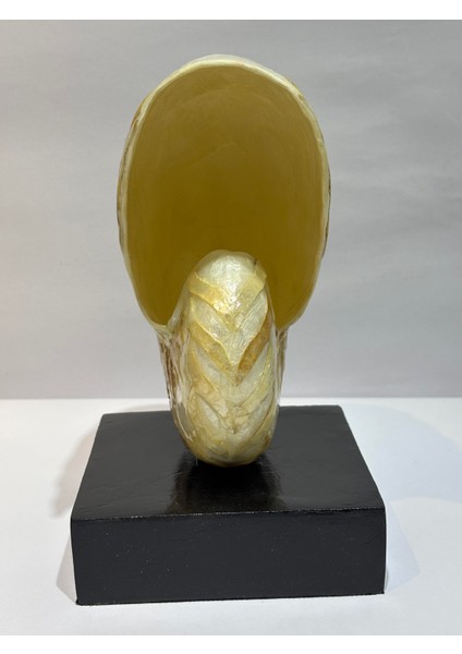 Natilus Koleksiyon Kabuk Stantlı fiyatları