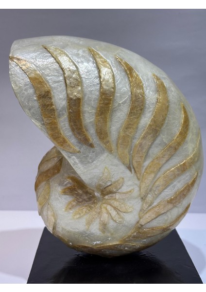 Natilus Koleksiyon Kabuk Stantlı