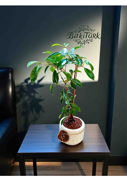 Beton Saksıda Ithal Ficus Bonsai 40/60CM Portakal Dilimi ve Lav Taşı Dekorlu fiyatları